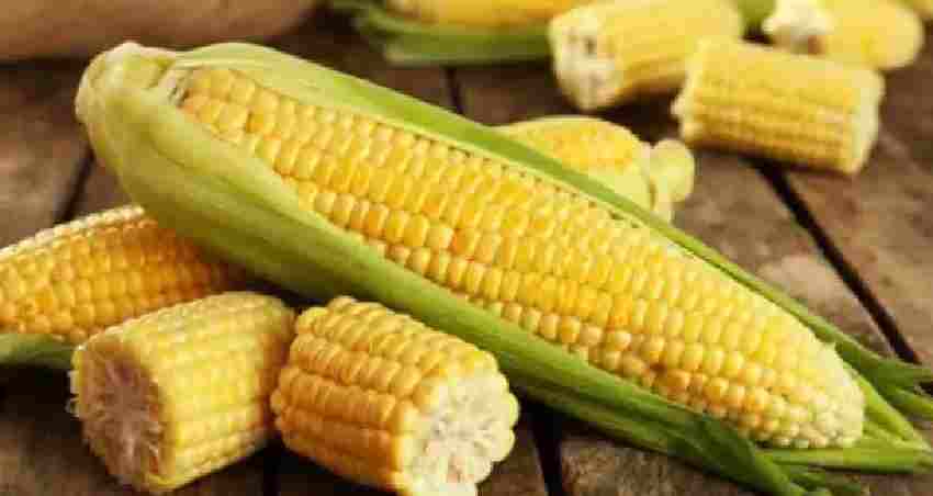 sweet corn benefits : बच्चों के लिए बेहद फायदेमंद है भुट्टा, आंखों की रोशनी सहित इन चीजों के लिए हैं लाभकारी