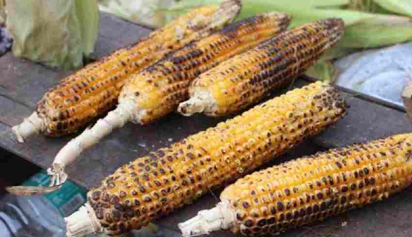Corn Eating benefits : सेहत के लिए बेहद लाभकारी है मकाई का भुट्टा, जाने इसके फायदे