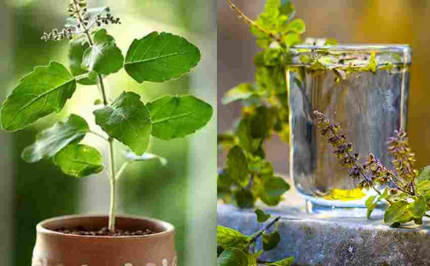 बारिश के मौसम में कई बीमारियों से बचाव करती है तुलसी, जानिए इसके फायदें