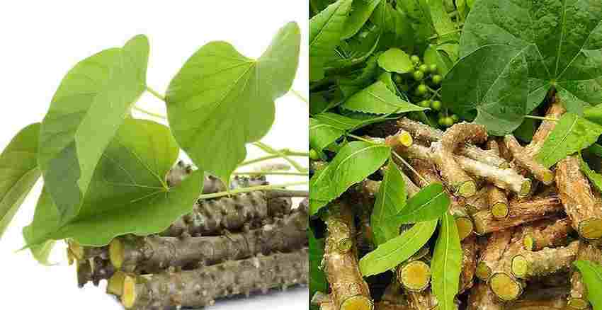 Giloy and liver damage : इम्युनिटी बढ़ाने आप भी करते हैं गिलोय का सेवन तो हो जाइए सावधान, कर सकता है आपका लीवर डैमेज!