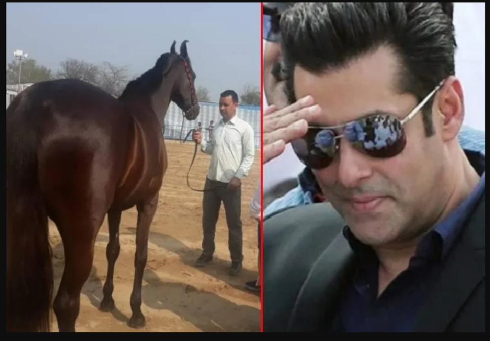 एक्टर Salman Khan को आया 5 करोड़ का घोड़ा पसंद, मालिक ने कर दिया मना, कारण जान दंग रह जाएंगे आप... : Bollywood News