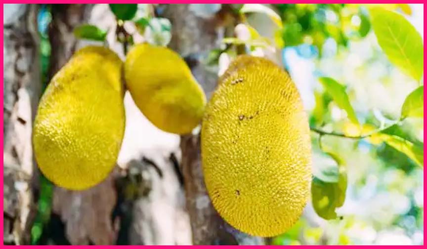 Kathal Health Benefits : सेहत के लिए बेहद गुणकारी है कटहल, इम्युनिटी बढ़ाने के साथ ही शरीर को मिलते है यह जरूरी पोषक तत्व Kathal Health Benefits : सेहत के लिए बेहद गुणकारी है कटहल, इम्युनिटी बढ़ाने के साथ ही शरीर को मिलते है यह जरूरी पोषक तत्व