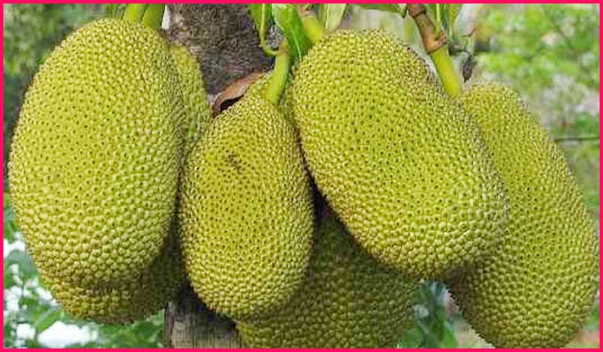 kathal health benefits : सेहत के लिए बेहद गुणकारी है कटहल, इम्युनिटी बढ़ाने के साथ ही शरीर को मिलते है यह जरूरी पोषक तत्व