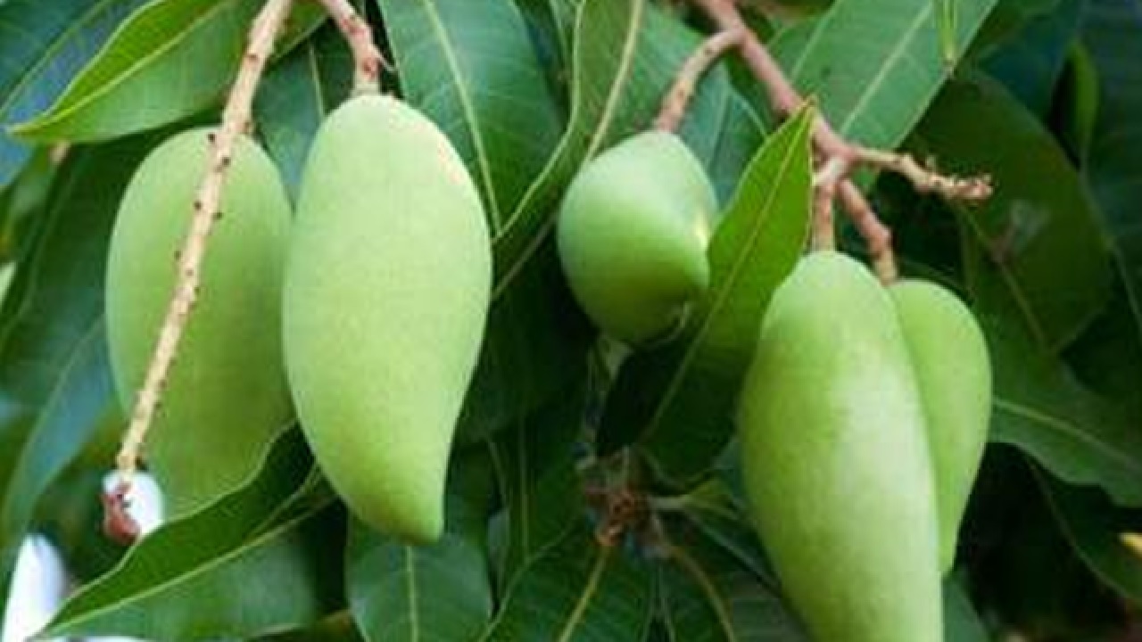 इम्युनिटी बढ़ाने में कारगर है यह खट्टे फल, जानिए इनके सेवन से होने वाले लाभ