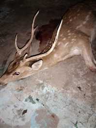 UMARIA : ग्रामीणों ने कुत्तों से बचाई हिरण की जान, वन विभाग को सौंपा