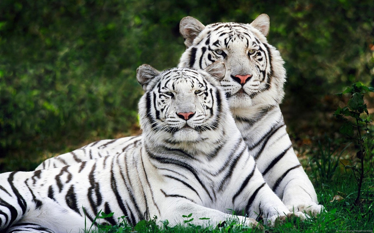 Satna : व्हाइट टाइगर सफारी एण्ड जू मुकुन्दपुर 25 अप्रैल तक बंद